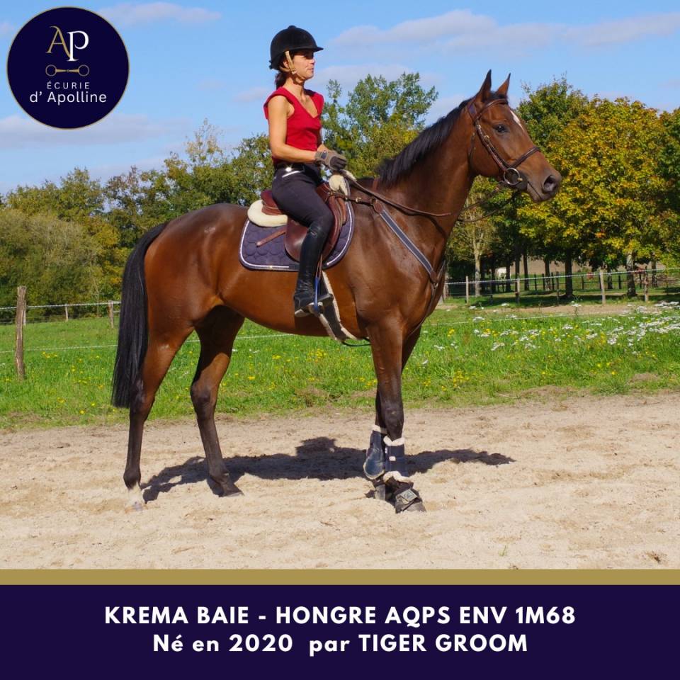 Gelding AQPS For sale 2020 Bay