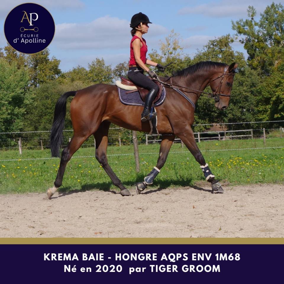 Gelding AQPS For sale 2020 Bay