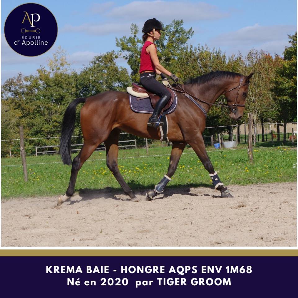 Gelding AQPS For sale 2020 Bay