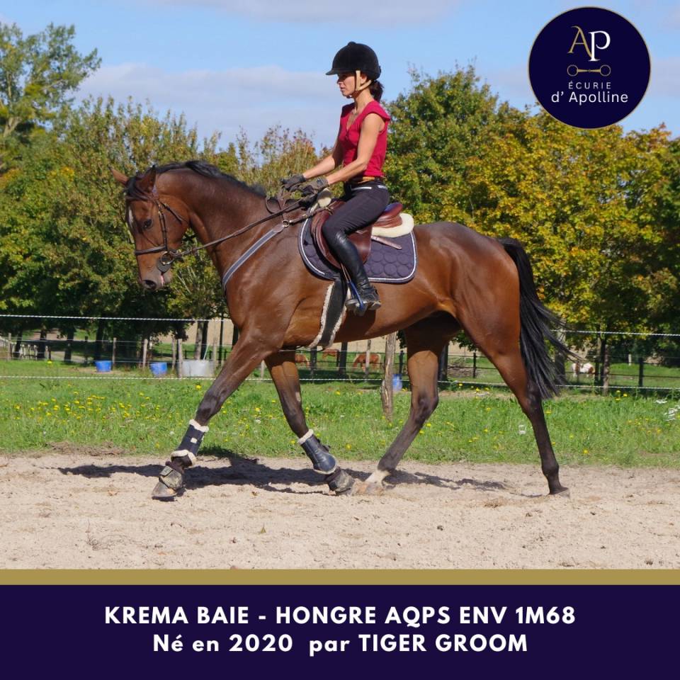 Gelding AQPS For sale 2020 Bay