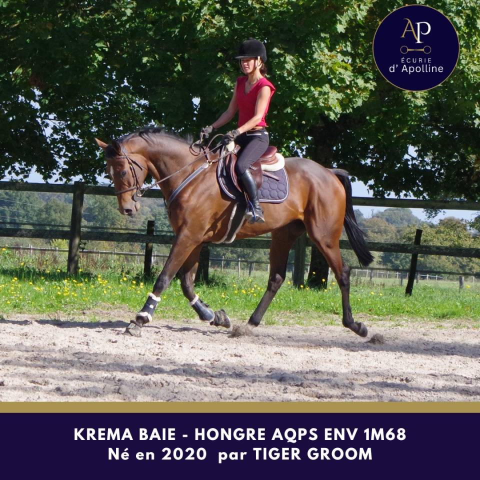 Gelding AQPS For sale 2020 Bay