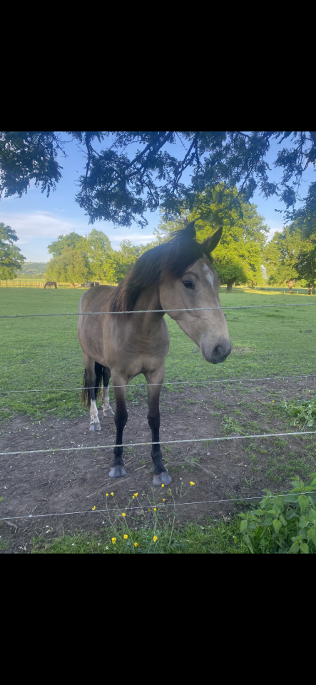 Gelding Welsh Part Bred For sale 2022 Buckskin