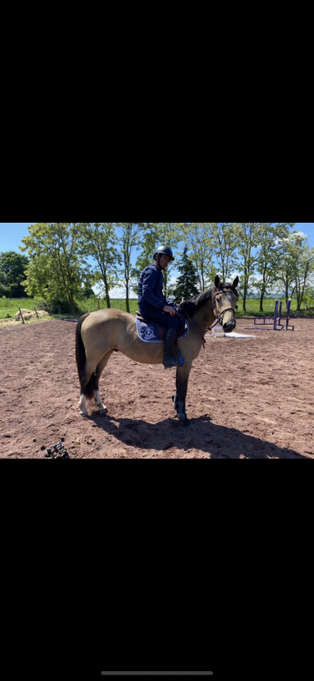 Gelding Welsh Part Bred For sale 2022 Buckskin
