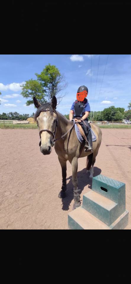 Gelding Welsh Part Bred For sale 2022 Buckskin