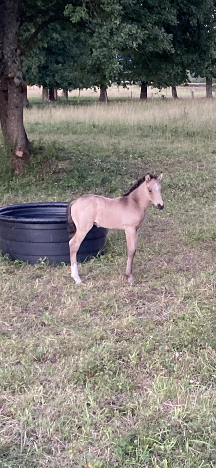 Gelding Welsh Part Bred For sale 2022 Buckskin