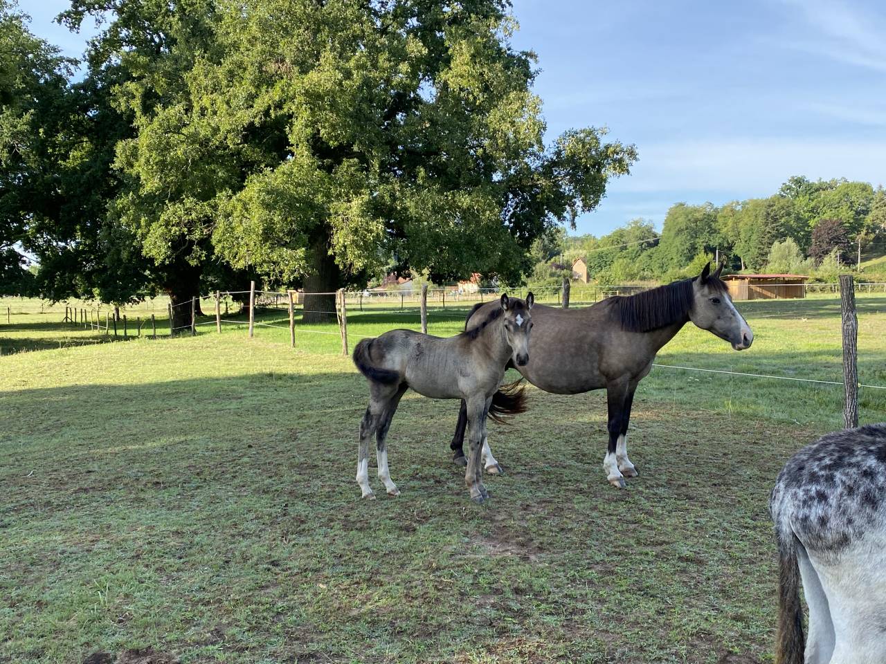 Gelding Welsh Part Bred For sale 2022 Buckskin