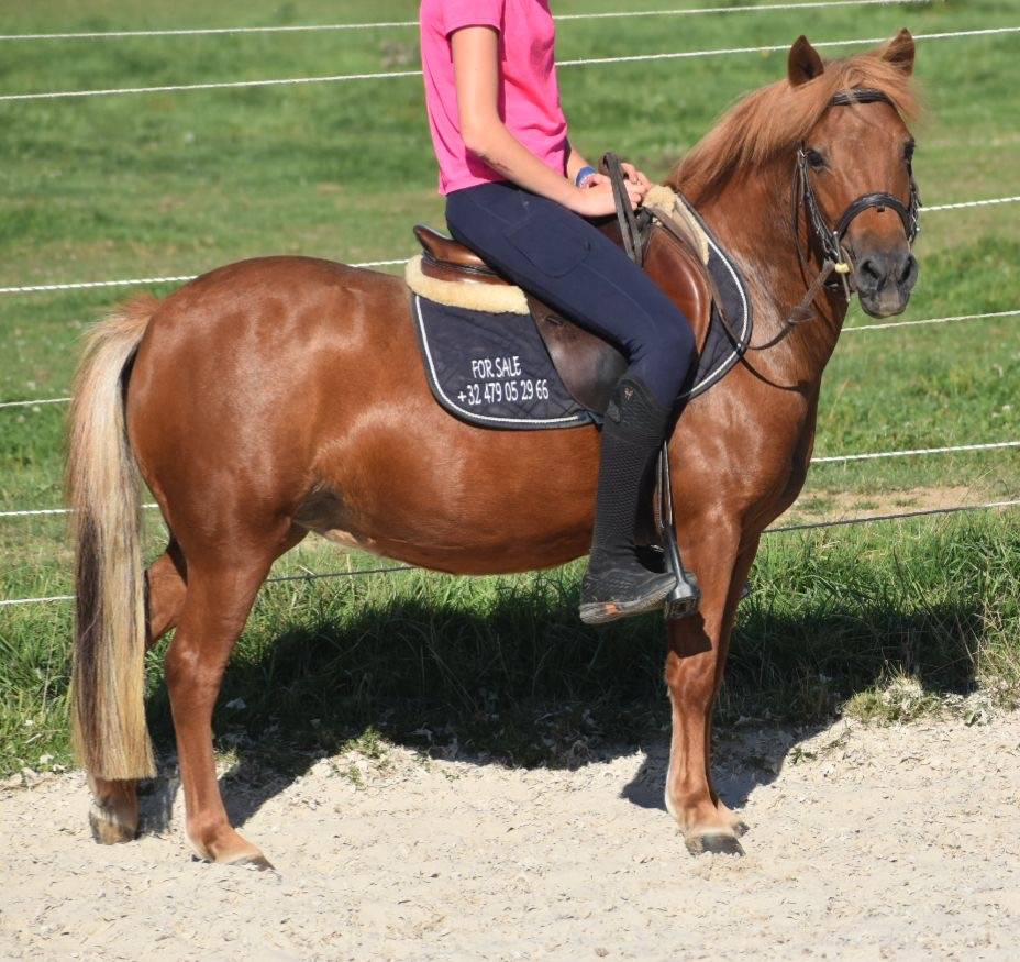 Mare No Origin Recorded For sale 2014 Chesnut
