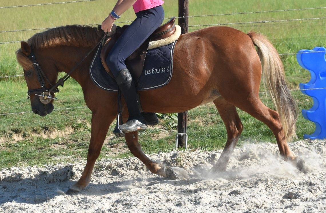 Mare No Origin Recorded For sale 2014 Chesnut