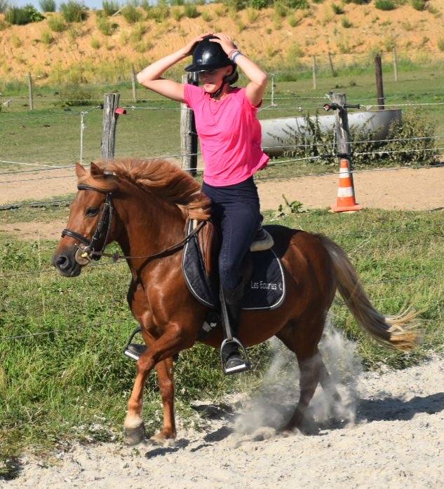 Mare No Origin Recorded For sale 2014 Chesnut