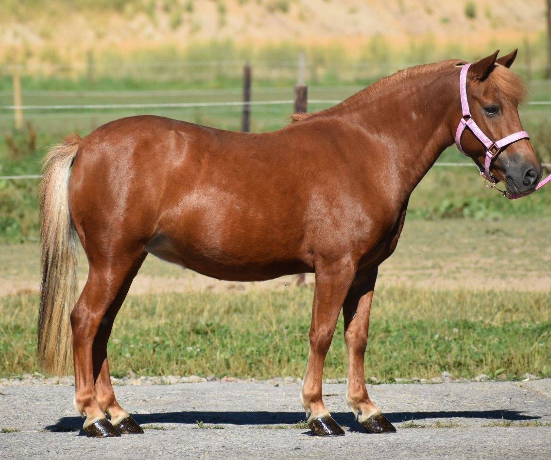 Mare No Origin Recorded For sale 2014 Chesnut