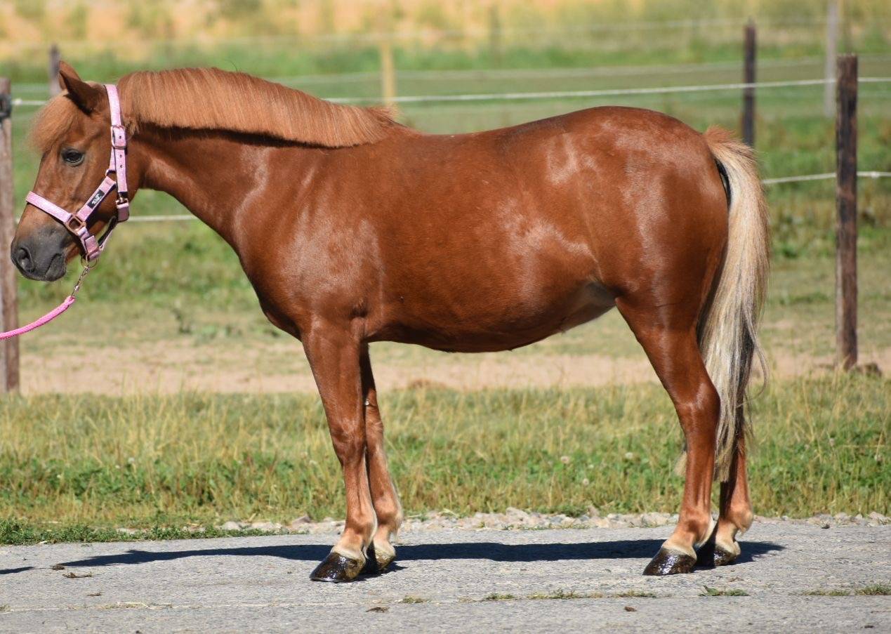 Mare No Origin Recorded For sale 2014 Chesnut