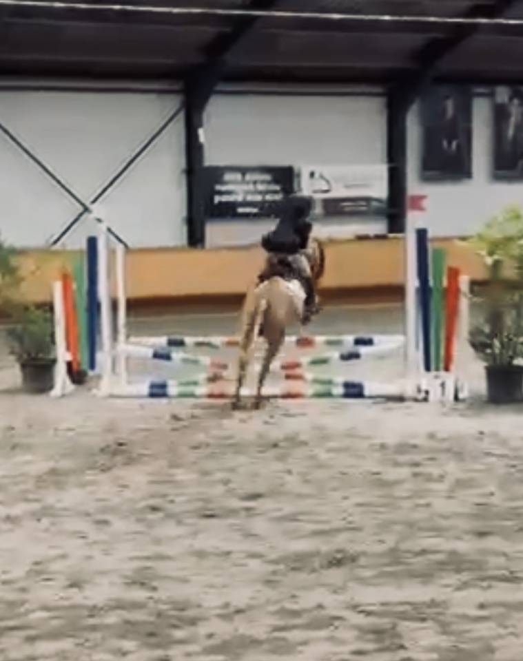 Mare No Origin Recorded For sale 2014 Chesnut