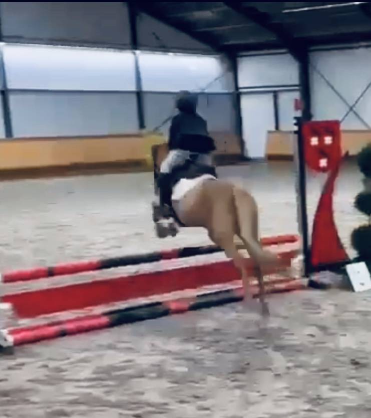 Mare No Origin Recorded For sale 2014 Chesnut