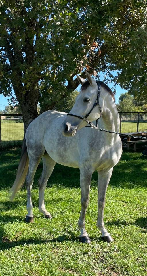 Mare Selle Français For sale 2019 Grey