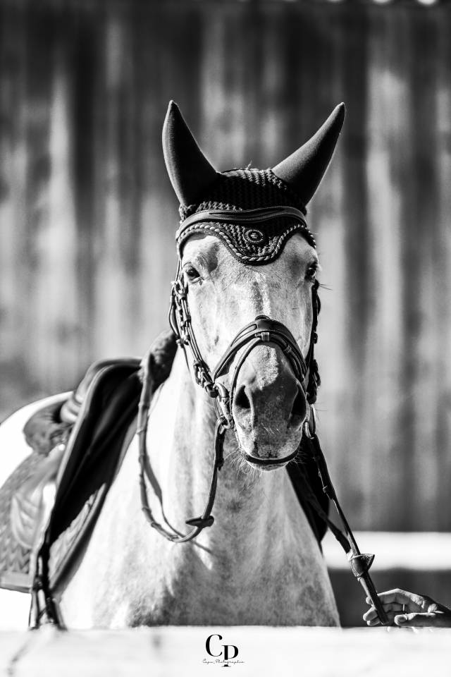 Mare Selle Français For sale 2019 Grey