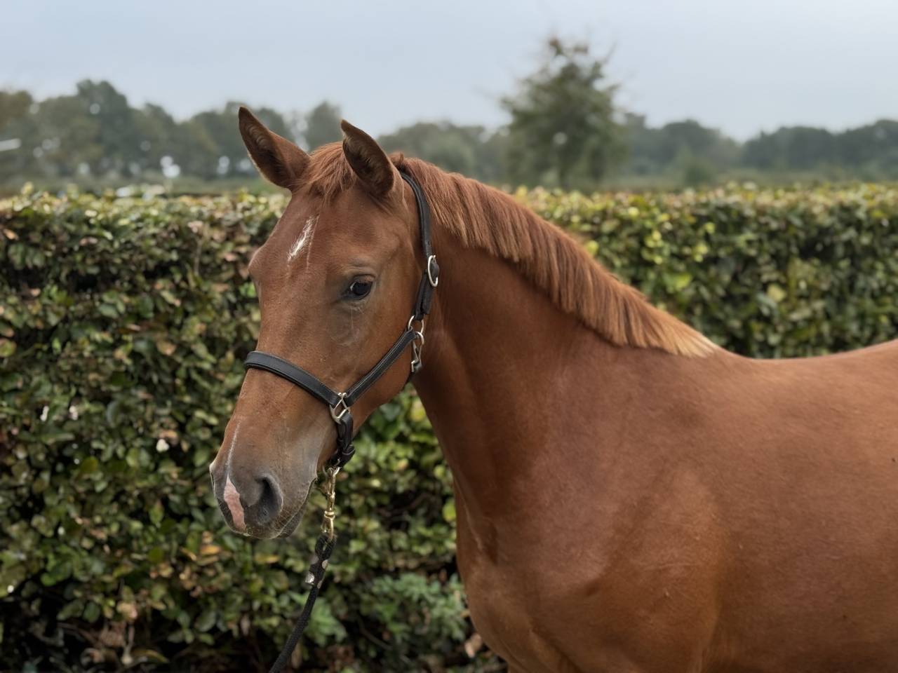 Mare Zemaitukas  For sale 2022 Liver chestnut