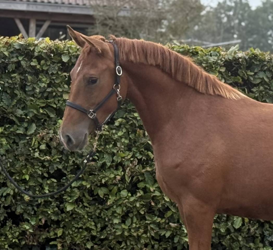 Mare Zemaitukas  For sale 2022 Liver chestnut