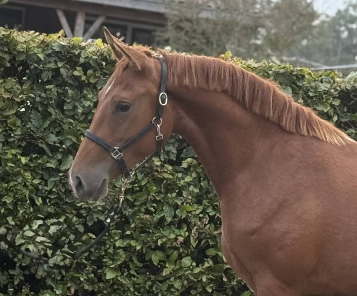 Mare Zemaitukas  For sale 2022 Liver chestnut