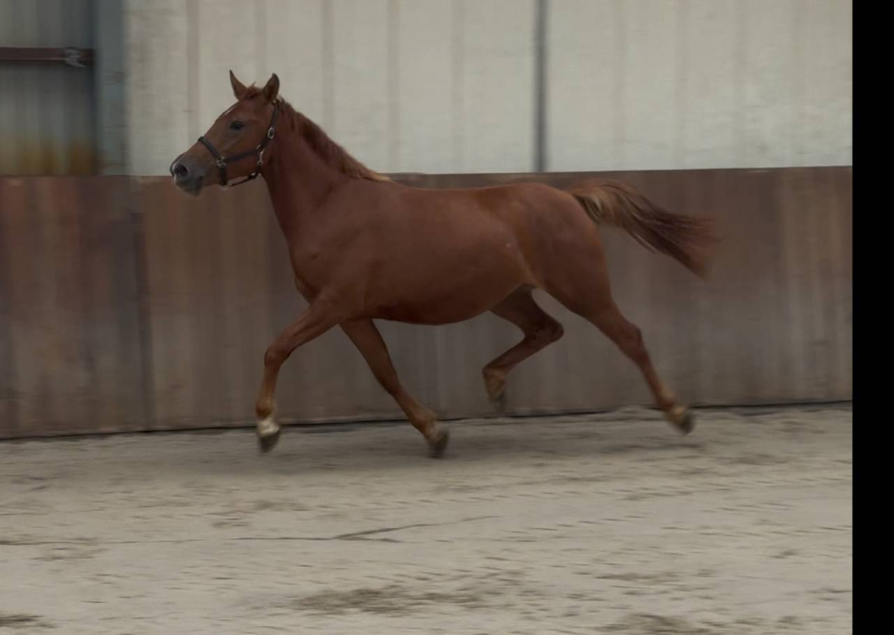 Mare Zemaitukas  For sale 2022 Liver chestnut