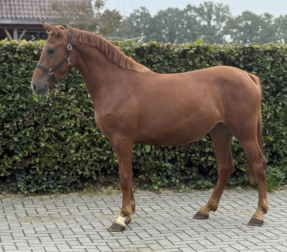 Mare Zemaitukas  For sale 2022 Liver chestnut
