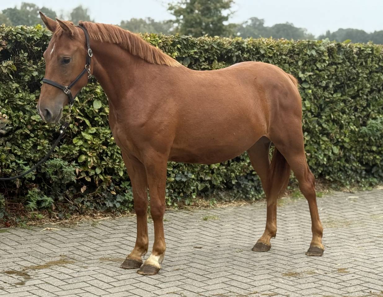 Mare Zemaitukas  For sale 2022 Liver chestnut