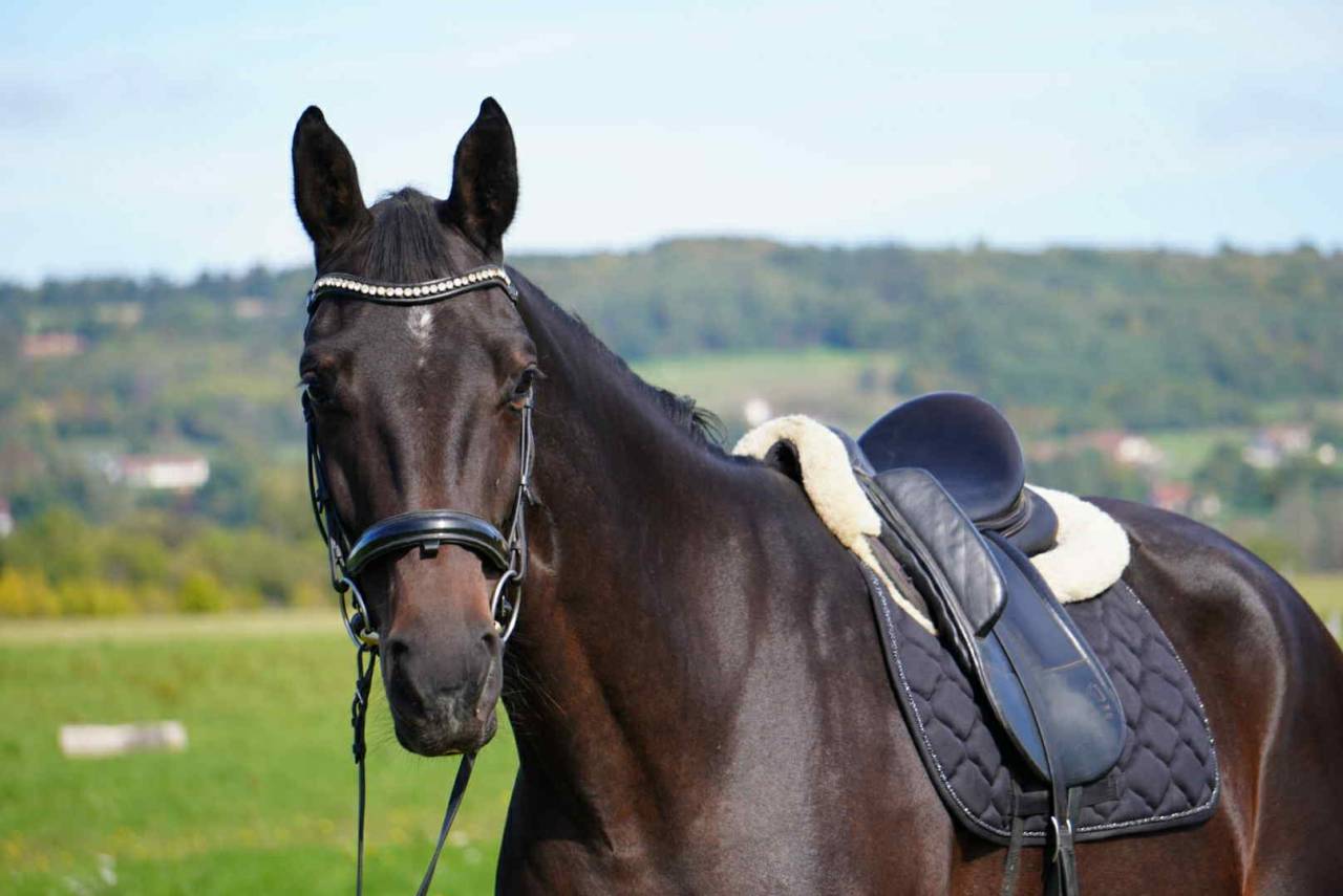 Mare Selle Français For sale 2020 Dark Bay