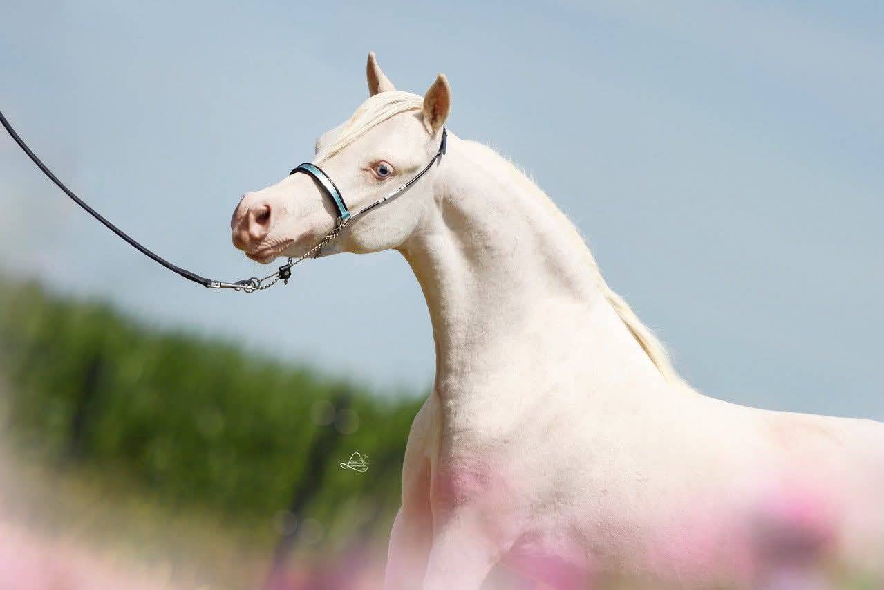 Stallion American Walking For sale 2024 Cremello