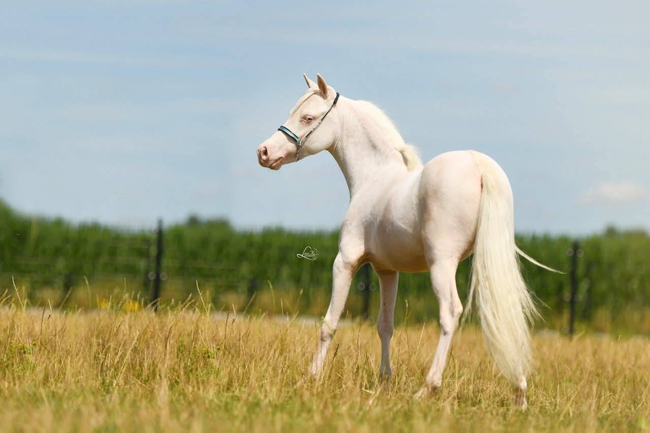 Stallion American Walking For sale 2024 Cremello