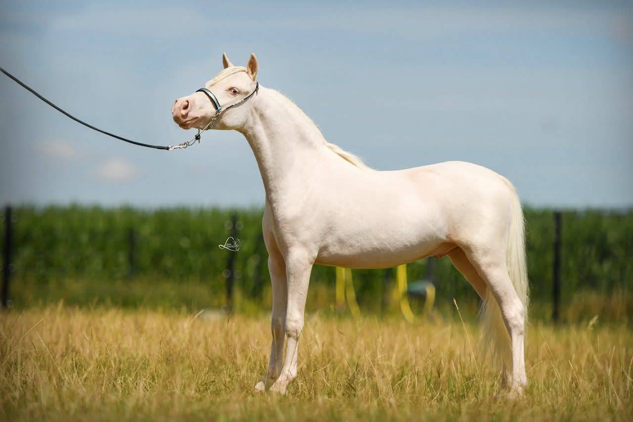 Stallion American Walking For sale 2024 Cremello