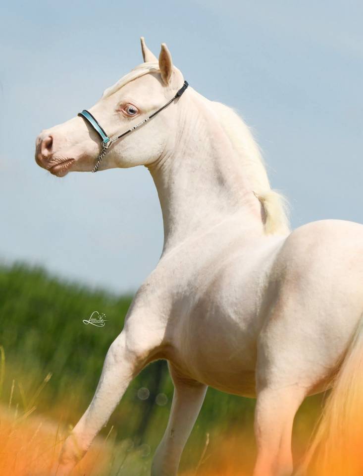 Stallion American Walking For sale 2024 Cremello