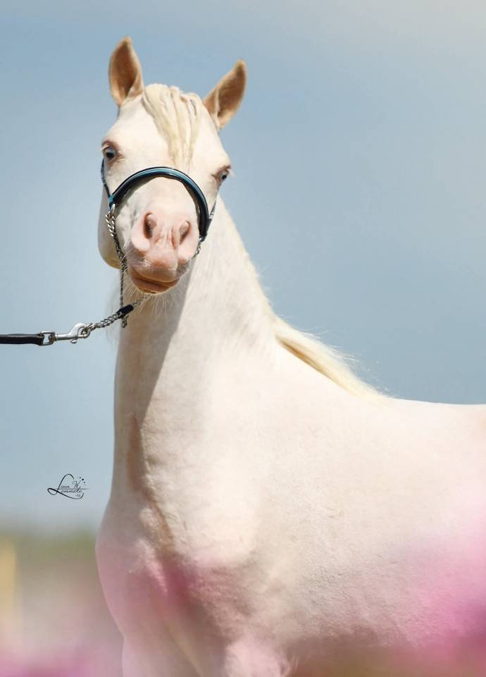 Stallion American Walking For sale 2024 Cremello