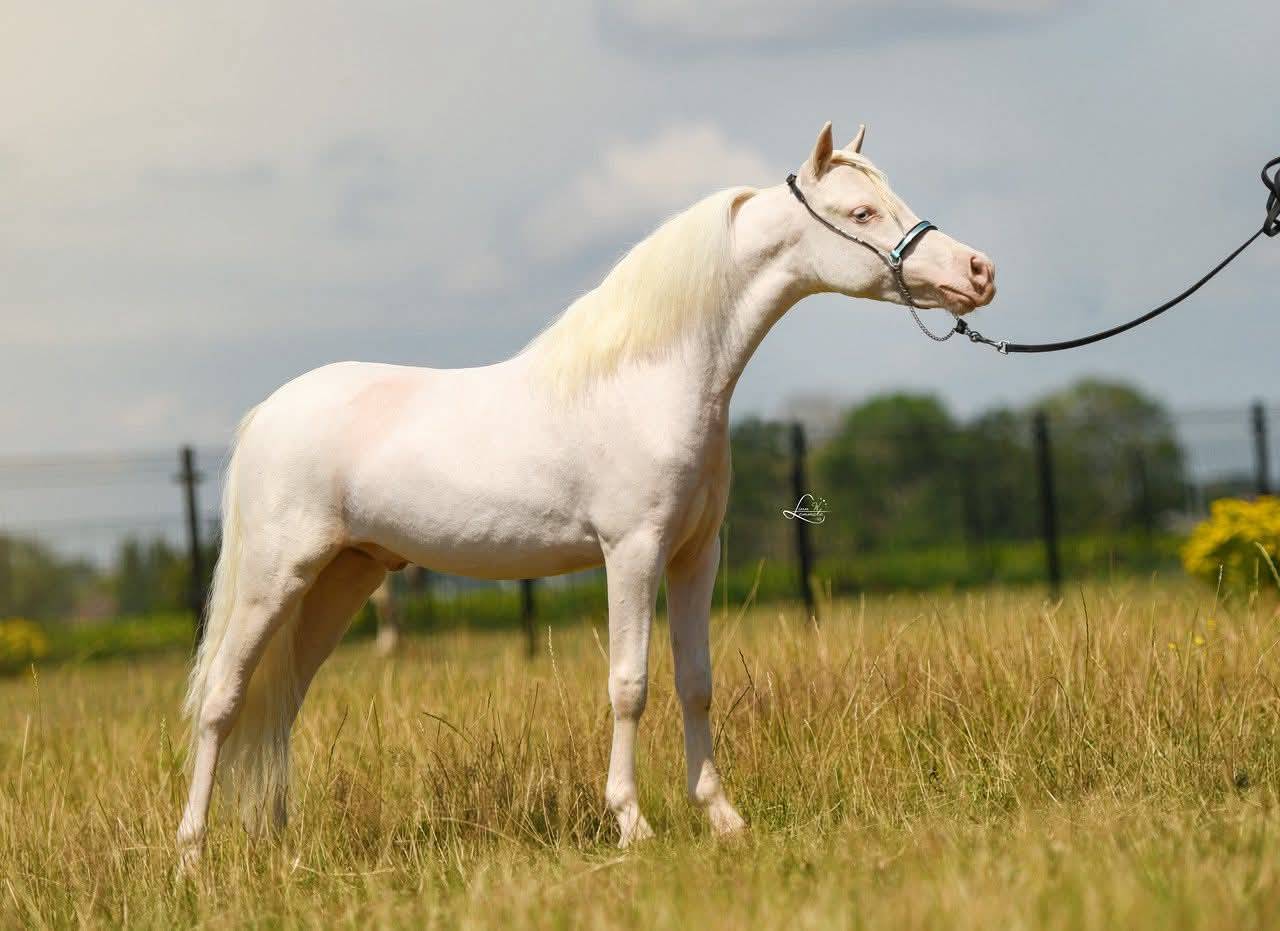 Stallion American Walking For sale 2024 Cremello