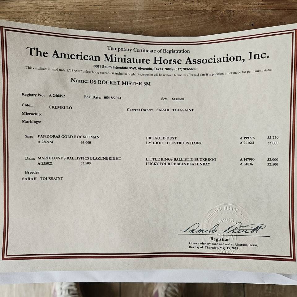 Stallion American Walking For sale 2024 Cremello