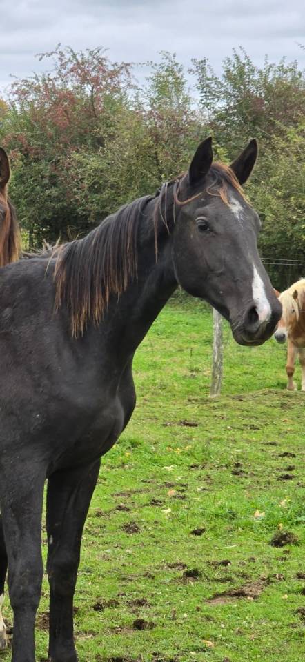 Gelding sBs Belgian Warmblood For sale 2021 Bay