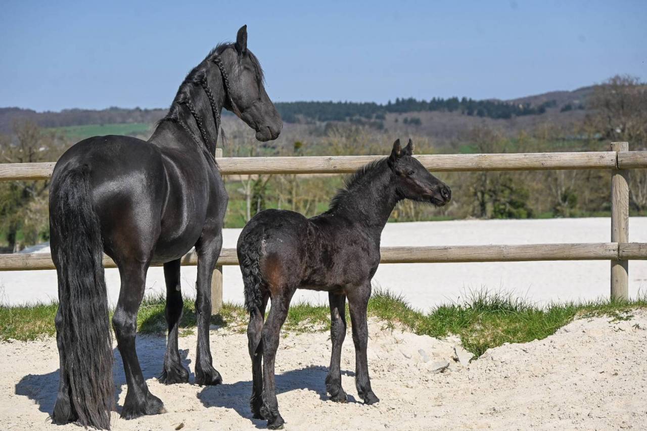 Filly Friesian For sale 2025 Black