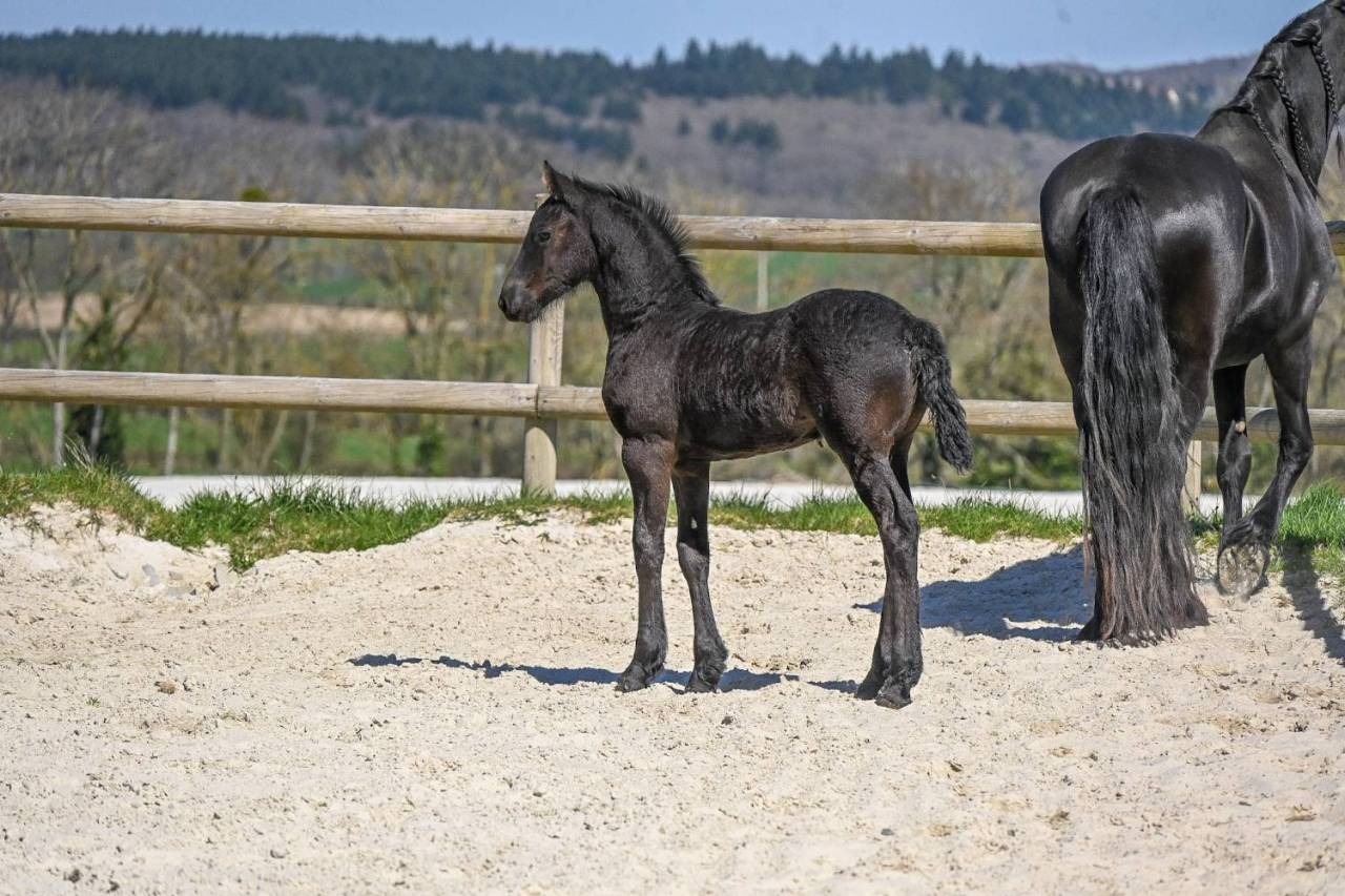 Filly Friesian For sale 2025 Black