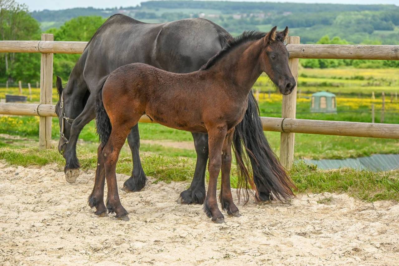 Filly Friesian For sale 2025 Black