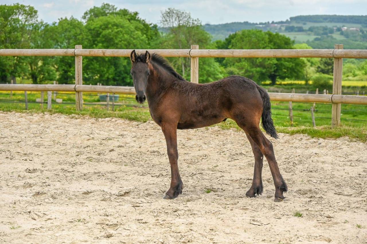 Filly Friesian For sale 2025 Black