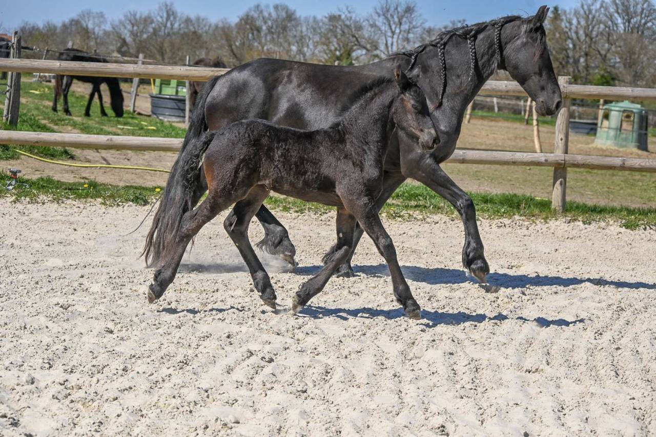 Filly Friesian For sale 2025 Black