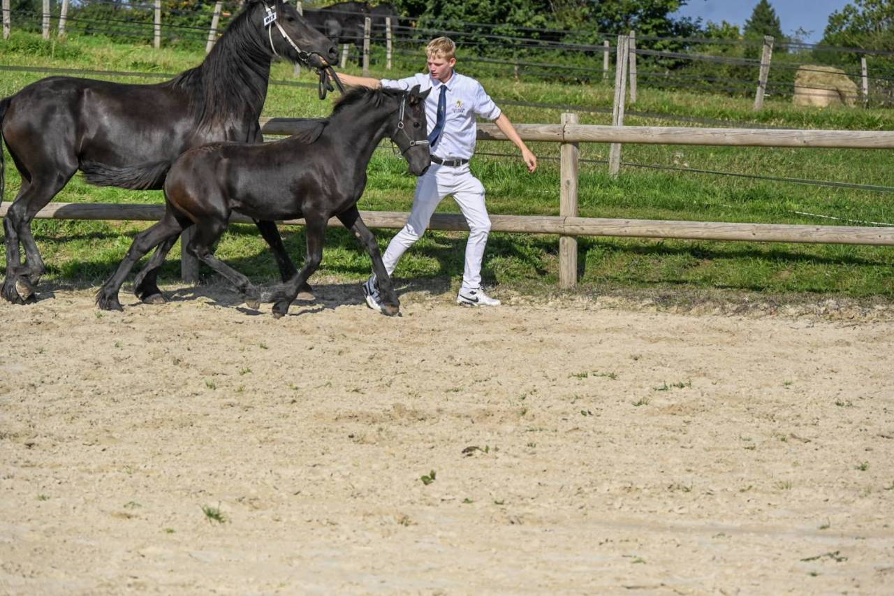 Filly Friesian For sale 2025 Black