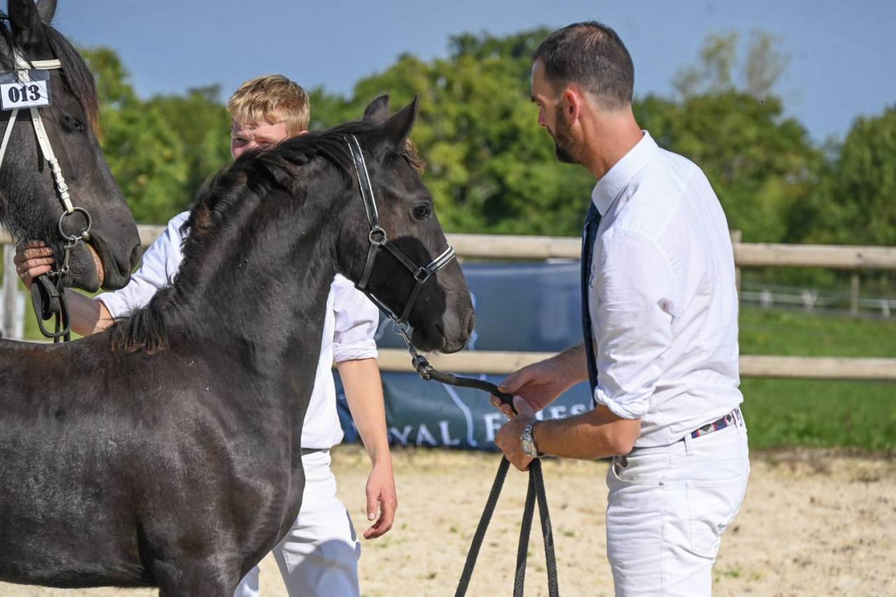 Filly Friesian For sale 2025 Black