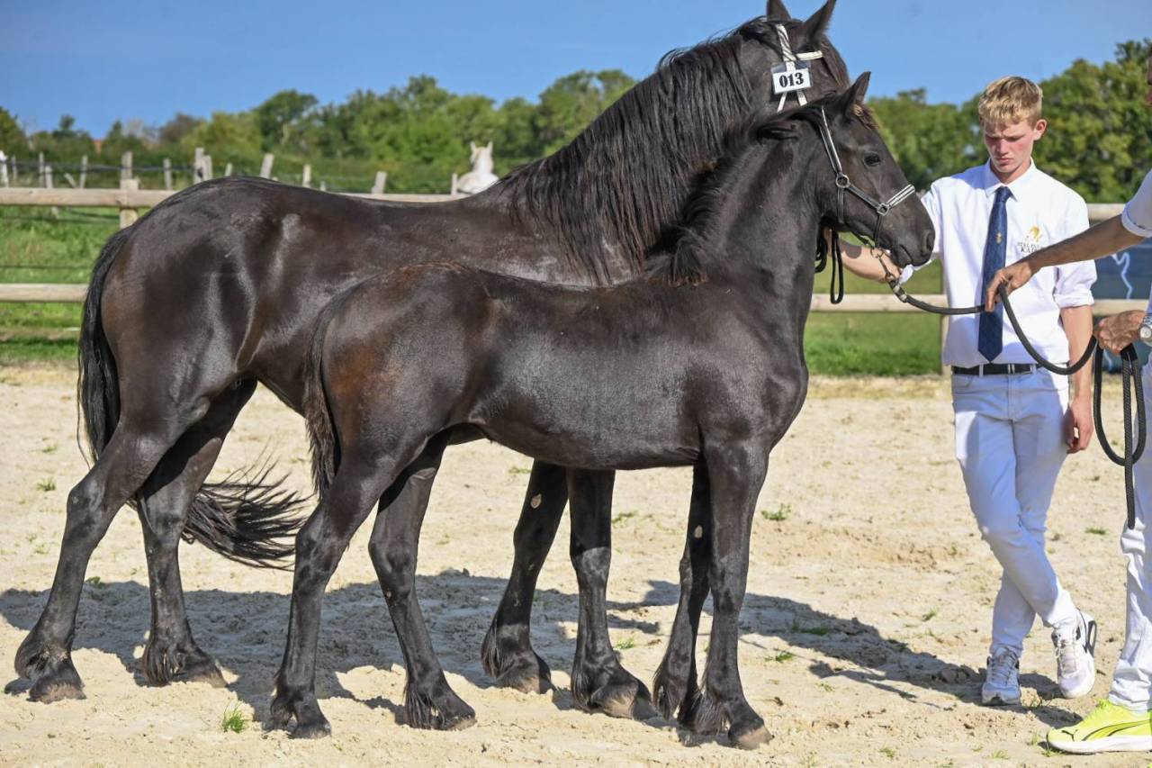 Filly Friesian For sale 2025 Black