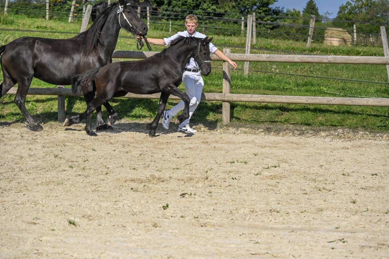 Filly Friesian For sale 2025 Black