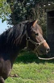 Colt Origin Recorded For sale 2024 Bay