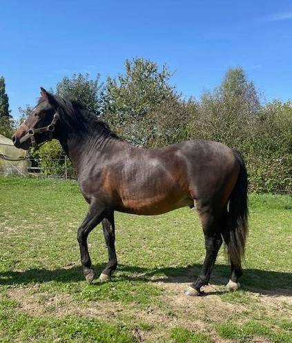 Colt Origin Recorded For sale 2024 Bay