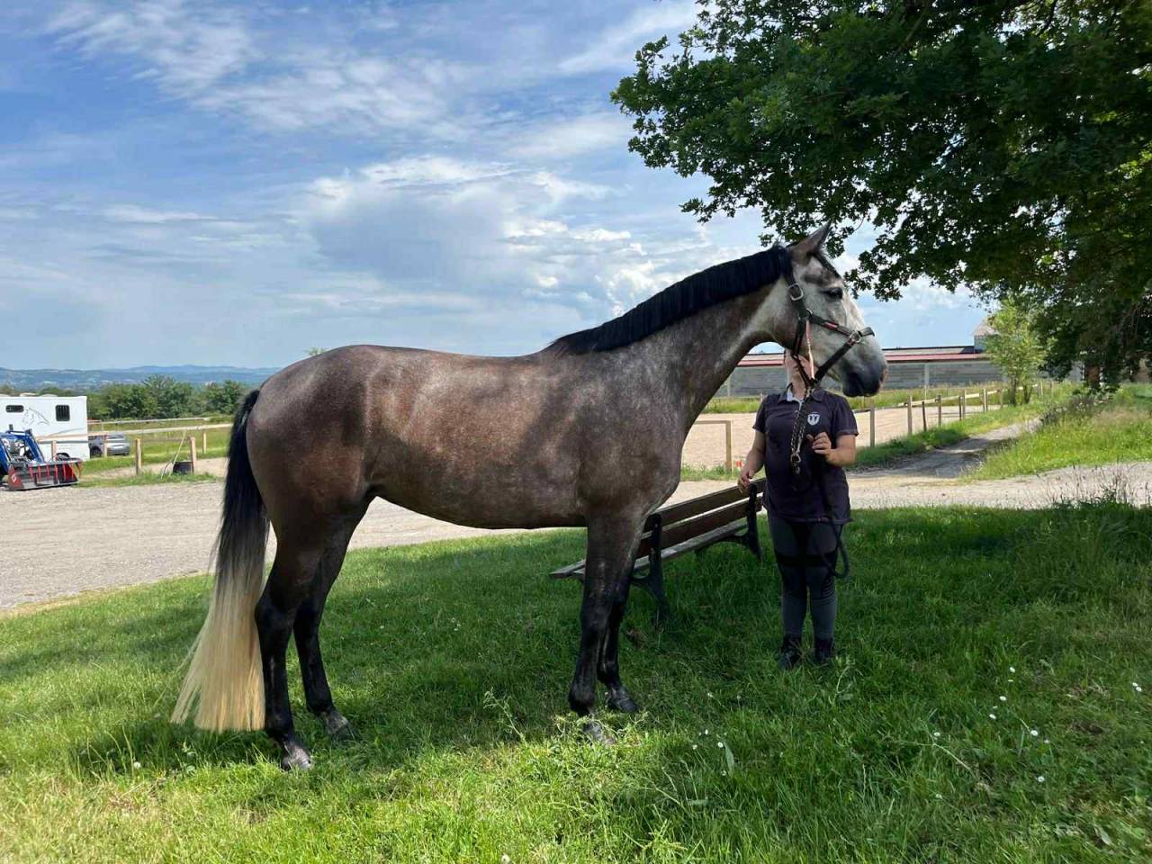 Mare Zangersheide For sale 2021 Grey