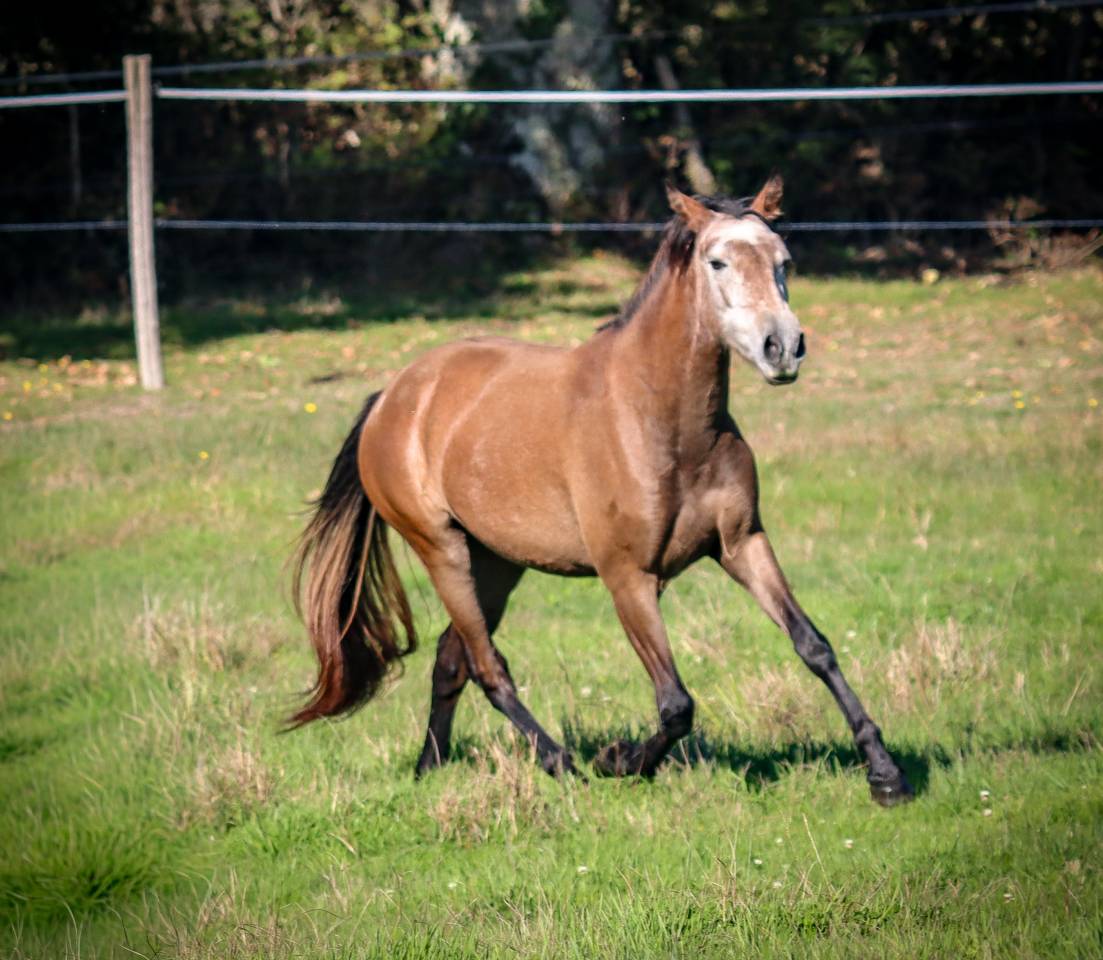 Mare Origin Recorded For sale 2022 Grey