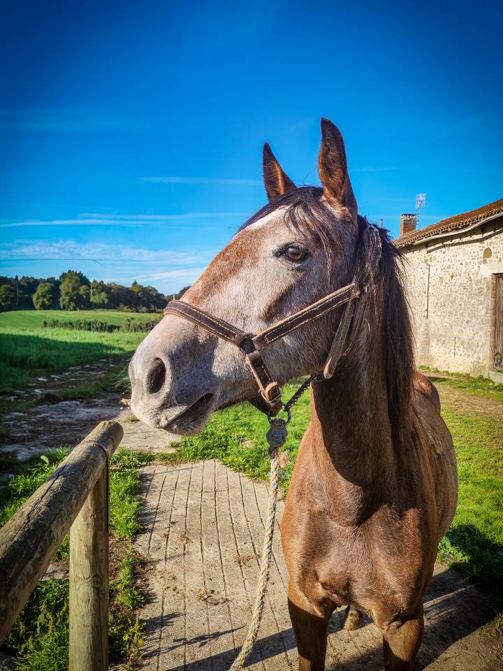 Mare Origin Recorded For sale 2022 Grey