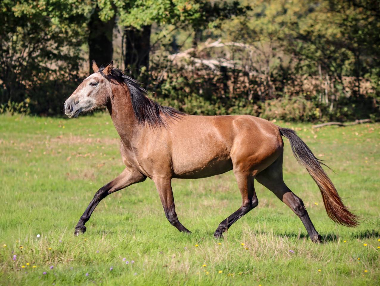 Mare Origin Recorded For sale 2022 Grey