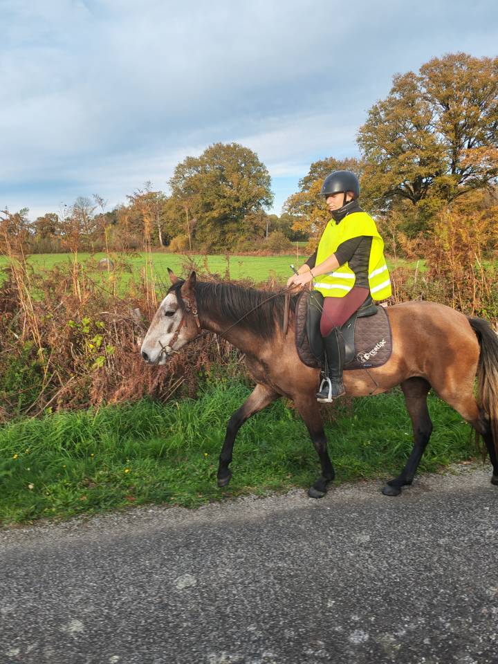 Mare Origin Recorded For sale 2022 Grey